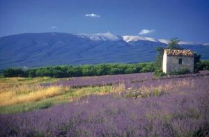Le Ventoux vu des Chambres d'hôtes