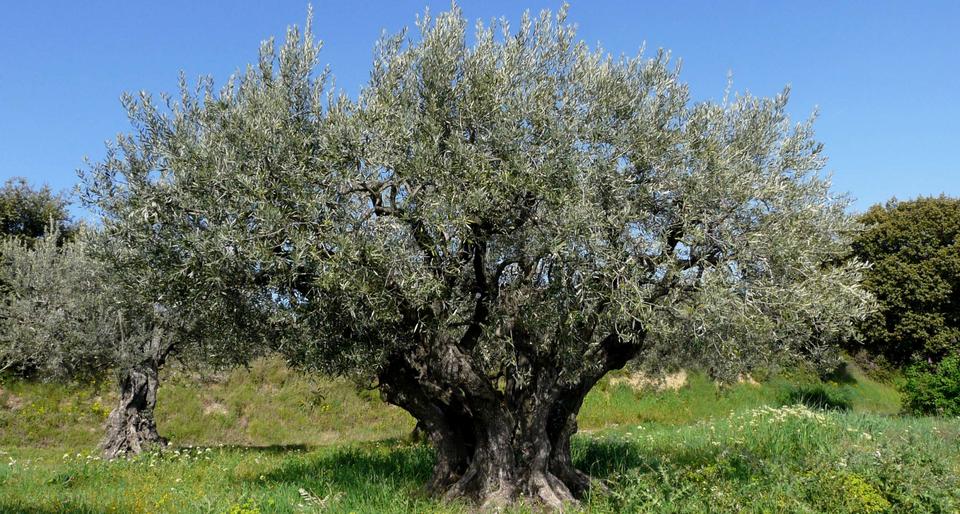 Olivier près des chambres d'hôtes de l'Esclériade en Provence
