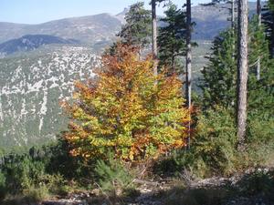 Sur le GR 9, au départ de Brantes, en direction du Mont Ventoux