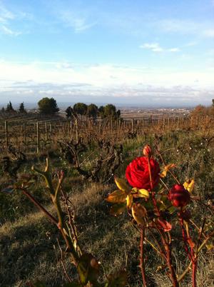 Depuis la maison d'hôtes en Provence, super promenade autour de Cairanne