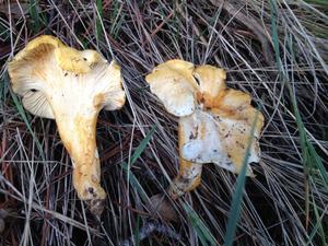 Cueillette_de_girolles_autour_de_la_maison_d_hotes.jpg
