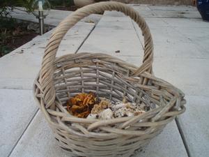 Petite_cueillette_de_champignons.jpg