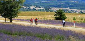 lavandes-et-cyclistes-au-pied-du-mont-ventoux
