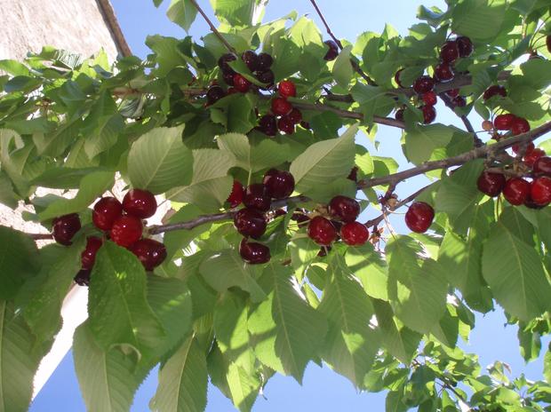 le-temps-des-cerises-a-lescleriade.jpg